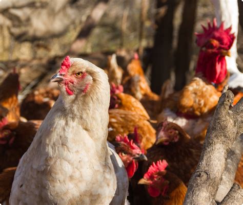 Sakit ng Manok – First Fil.